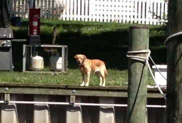 Can a dog break your heart or what?