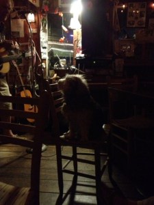There's a great little bar at Paynes Dock. The owner performs most nights singing mostly old Irish tunes with an eclectic mix of other selections. His dog, Zippy, sits up on a chair and watches him adoringly or naps or barks at all the men who walk in (never the women).