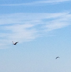 We spotted our first pelicans on the way to Deltaville!