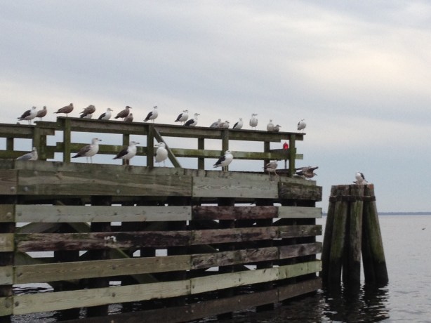 Seagulls observing our transit