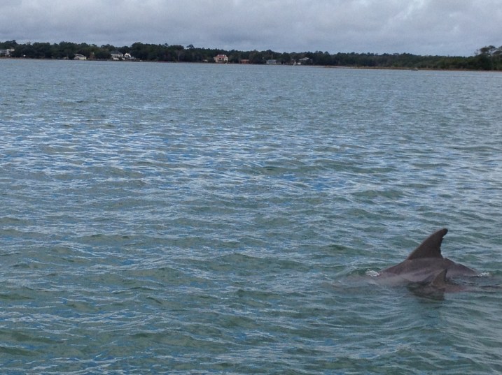 There are lots of dolphin sightings these days!