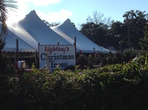 A reminder that Christmas is coming . . . Christmas trees for sale in a palm tree lined lot.