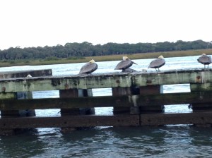 Pelicans watching us make our way through one of the bridges. 