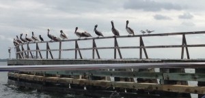 We had an audience watching us go under a bridge. I think the one in the middle looks a little judgmental. My sister Christine saw this picture and commented that that must be the "poop deck" they're sitting on. You can always count on Christine for those witty observations!