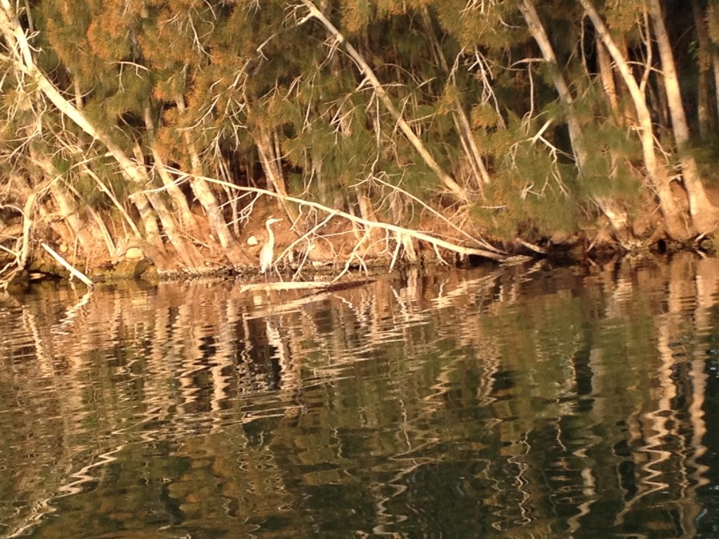 For all the highrise areas you see in Florida, you see at least of much of the ICW that looks like a wildlife preserve! It is beautiful. Can you spot the heron in this picture?