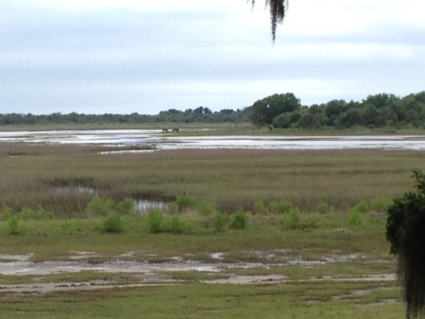 I think there are horses out there.