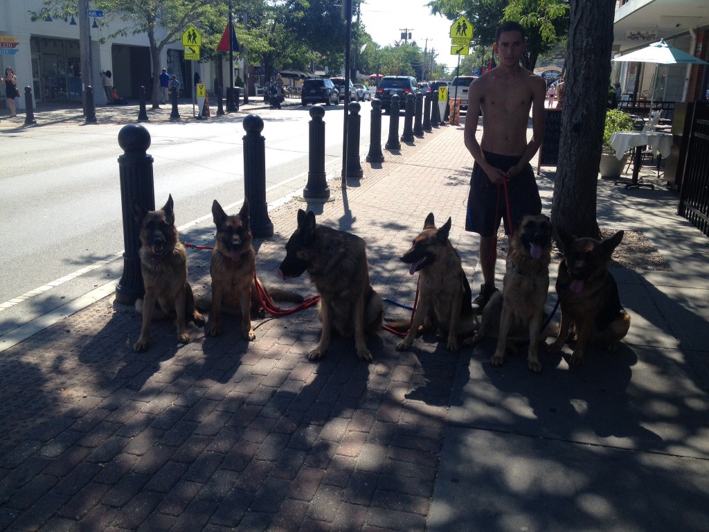 Frank captured this sight that you don't see every day! And this was only half of the pack. The guy said he has six more at home! They were VERY mannerly.